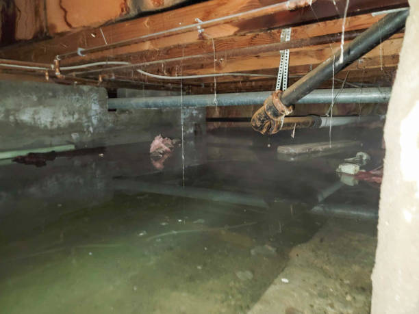 Best Professional water damage repair  in East End, AR